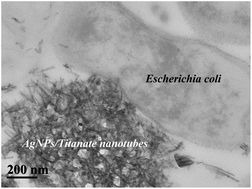 Graphical abstract: Photo-assisted inactivation of Escherichia coli bacteria by silver functionalized titanate nanotubes, Ag/H2Ti2O5·H2O