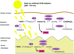 Graphical abstract: Challenge and perspective: the relevance of ultraviolet (UV) radiation and the vitamin D endocrine system (VDES) for psoriasis and other inflammatory skin diseases