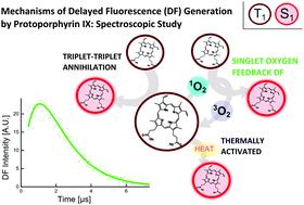 Graphical abstract: Singlet oxygen feedback delayed fluorescence of protoporphyrin IX in organic solutions