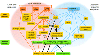 Graphical abstract: The role of UV radiation and vitamin D in the seasonality and outcomes of infectious disease