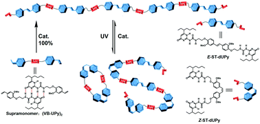 Graphical abstract: Photo-responsive supramolecular polymers synthesized by olefin metathesis polymerization from supramonomers