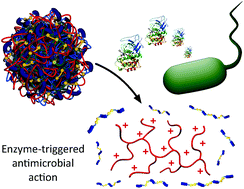 Graphical abstract: Enzyme-responsive polyion complex (PIC) nanoparticles for the targeted delivery of antimicrobial polymers