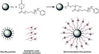 Graphical abstract: Antimicrobial silica particles synthesized via ring-opening grafting of cationic amphiphilic cyclic carbonates: effects of hydrophobicity and structure