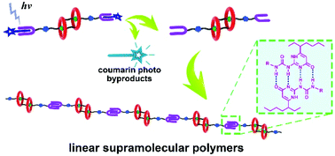 Graphical abstract: Phototriggered supramolecular polymerization of a [c2]daisy chain rotaxane