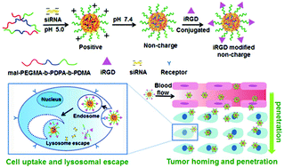 Graphical abstract: Tumor-penetrating peptide modified and pH-sensitive polyplexes for tumor targeted siRNA delivery