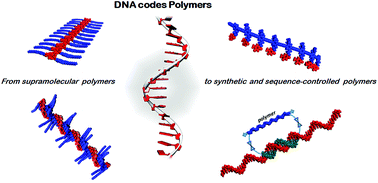 Graphical abstract: From nucleobase to DNA templates for precision supramolecular assemblies and synthetic polymers