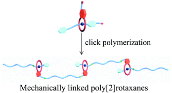 Graphical abstract: Mechanically linked poly[2]rotaxanes constructed from the benzo-21-crown-7/secondary ammonium salt recognition motif