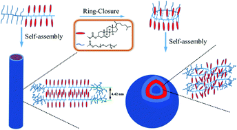 Graphical abstract: Self-assembly of amphiphilic macrocycles containing polymeric liquid crystal grafts in solution