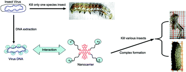 Graphical abstract: Perylenediimide-cored cationic nanocarriers deliver virus DNA to kill insect pests