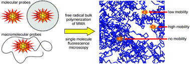 Graphical abstract: Diffusion of single molecular and macromolecular probes during the free radical bulk polymerization of MMA – towards a better understanding of the Trommsdorff effect on a molecular level