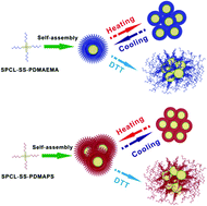 Graphical abstract: A star-shaped amphiphilic block copolymer with dual responses: synthesis, crystallization, self-assembly, redox and LCST–UCST thermoresponsive transition