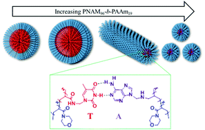 Graphical abstract: Micellar nanoparticles with tuneable morphologies through interactions between nucleobase-containing synthetic polymers in aqueous solution