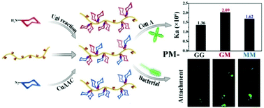 Graphical abstract: Modular synthesis of glycopolymers with well-defined sugar units in the side chain via Ugi reaction and click chemistry: hetero vs. homo