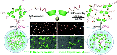 Graphical abstract: PGMA-based supramolecular hyperbranched polycations for gene delivery