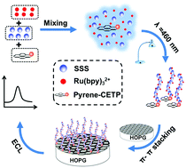 Graphical abstract: Simultaneous utilization of a bifunctional ruthenium complex as an efficient catalyst for RAFT controlled photopolymerization and a sensing probe for the facile fabrication of an ECL platform