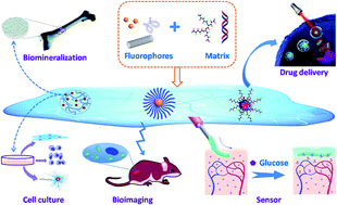 Graphical abstract: Synthesis and biomedical applications of fluorescent nanogels