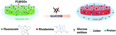 Graphical abstract: Synthesis of a glucose oxidase-conjugated, polyacrylamide-based, fluorescent hydrogel for a reusable, ratiometric glucose sensor