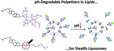 Graphical abstract: Biodegradable hyperbranched polyether-lipids with in-chain pH-sensitive linkages