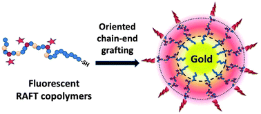 Graphical abstract: Fluorescent gold nanoparticles with chain-end grafted RAFT copolymers: influence of the polymer molecular weight and type of chromophore