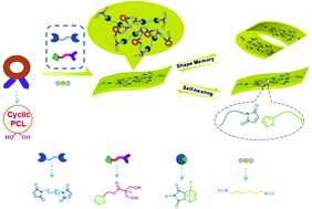 Graphical abstract: Shape-memory and self-healing polyurethanes based on cyclic poly(ε-caprolactone)
