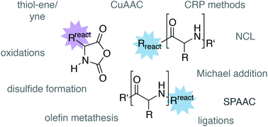 Graphical abstract: Orthogonally reactive amino acids and end groups in NCA polymerization