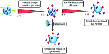 Graphical abstract: Dual pH and ultrasound responsive nanoparticles with pH triggered surface charge-conversional properties