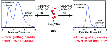 Graphical abstract: Factors affecting bottlebrush polymer synthesis by the transfer-to method using reversible addition–fragmentation chain transfer (RAFT) polymerization
