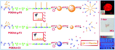 Graphical abstract: Tunable dynamic fluorinated poly(orthoester)-based drug carriers for greatly enhanced chemotherapeutic efficacy
