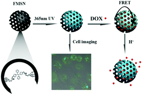 Graphical abstract: AIEgen-functionalised mesoporous silica nanoparticles as a FRET donor for monitoring drug delivery