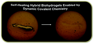 Graphical abstract: Self-healing alginate–gelatin biohydrogels based on dynamic covalent chemistry: elucidation of key parameters