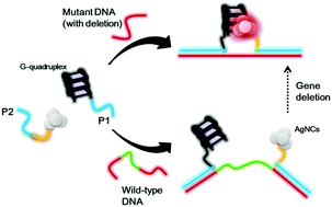 Graphical abstract: A luminescence switch-on assay for the detection of specific gene deletion using G-quadruplex DNA and silver nanoclusters