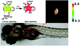 Graphical abstract: An anthracenecarboximide fluorescent probe for in vitro and in vivo ratiometric imaging of endogenous alpha-l-fucosidase for hepatocellular carcinoma diagnosis