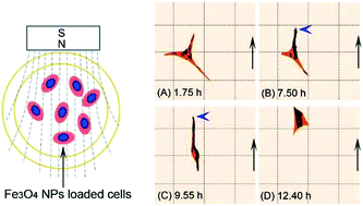 Graphical abstract: Manipulation of cellular orientation and migration by internalized magnetic particles