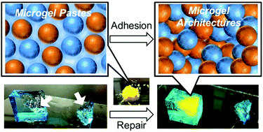 Graphical abstract: Rapid hydrogel repair utilizing microgel architectures