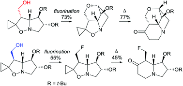 Graphical abstract: Configuration-guided reactions: the case of highly decorated spiro[cyclopropane-1,2′(3′H)-pyrrolo[1,2-b]isoxazole] derivatives en route to polyhydroxyindolizidines