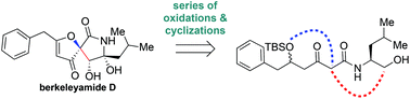 Graphical abstract: Biomimetic total synthesis of (±)-berkeleyamide D