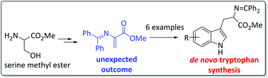 Graphical abstract: De novo synthesis of alkyne substituted tryptophans as chemical probes for protein profiling studies