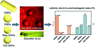 Graphical abstract: Toxicity assessment of precise engineered gold nanoparticles with different shapes in zebrafish embryos