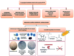 Graphical abstract: Hemocompatible glutaminase free l-asparaginase from marine Bacillus tequilensis PV9W with anticancer potential modulating p53 expression