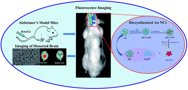 Graphical abstract: Fluorescent gold nanoclusters for in vivo target imaging of Alzheimer's disease