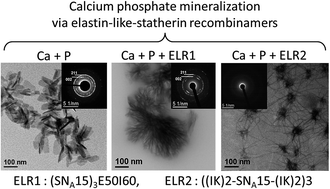 Graphical abstract: Formation of calcium phosphate nanostructures under the influence of self-assembling hybrid elastin-like-statherin recombinamers