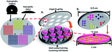Graphical abstract: A UV-sensitive hydrogel based combinatory drug delivery chip (UV gel-Drug Chip) for cancer cocktail drug screening
