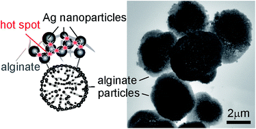 Graphical abstract: Hollow silver alginate microspheres for drug delivery and surface enhanced Raman scattering detection