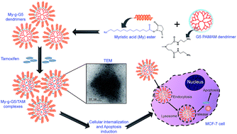 Graphical abstract: Hydrophobic myristic acid modified PAMAM dendrimers augment the delivery of tamoxifen to breast cancer cells