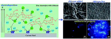 Graphical abstract: Synthesis and characterization of chitosan–zinc composite electrodeposits with enhanced antibacterial properties