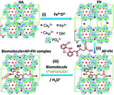 Graphical abstract: Design and development of an in situ synthesized layered double hydroxide structure of Fe-induced hydroxyapatite for drug carriers