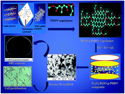 Graphical abstract: Fabrication of magnetite nanoparticle doped reduced graphene oxide grafted polyhydroxyalkanoate nanocomposites for tissue engineering application