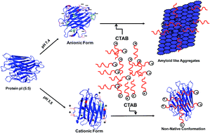 Graphical abstract: Cetyltrimethylammonium bromide (CTAB) promote amyloid fibril formation in carbohydrate binding protein (concanavalin A) at physiological pH
