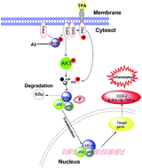 Graphical abstract: Synergistic inhibitory effects of naproxen in combination with magnolol on TPA-induced skin inflammation in mice