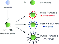 Graphical abstract: Surface-functionalizable amphiphilic nanoparticles for pickering emulsions with designer fluid–fluid interfaces